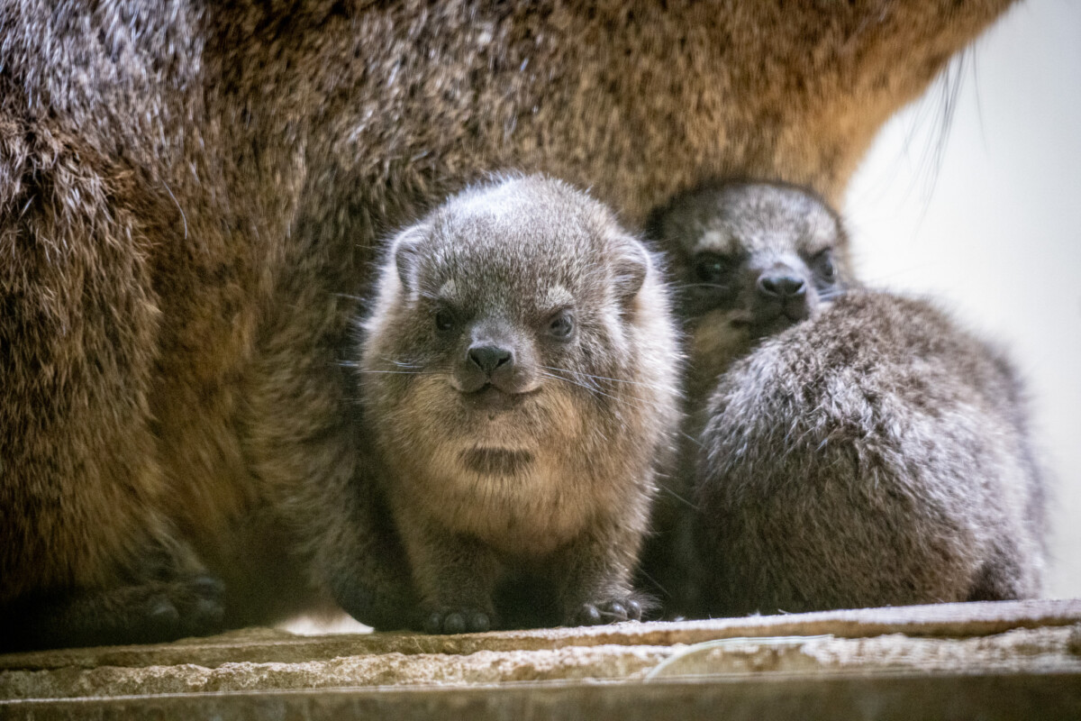 Crías de damán roquero